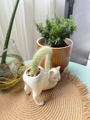 Pretty Kitty Ceramic Pot